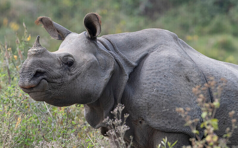 Rhino - Kaziranga National Park Noth East India 2025