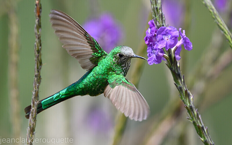 Green-Tailed Trainbearer - Huembo lodge  2022 Colibris du Pérou