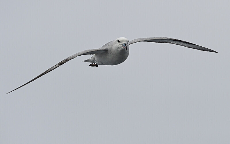 Southern Fulmar - Ushuaïa Malvinas South Georgia Antartica Peninsula