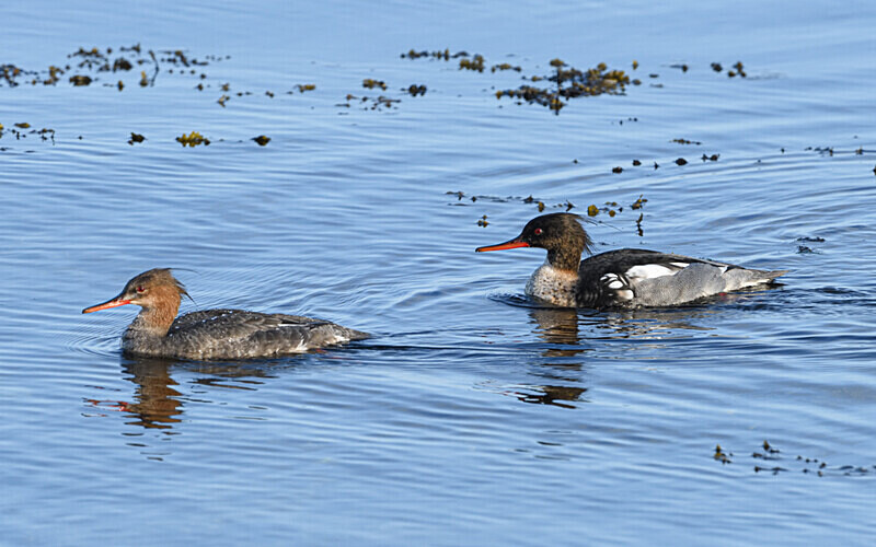 Unst - Shetlands and Cairngorn national park (Scotland)