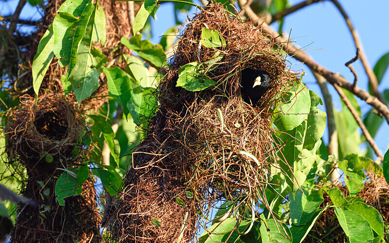 Yellow-rumped Cacique - Pacaya Samiria Pérou 2022