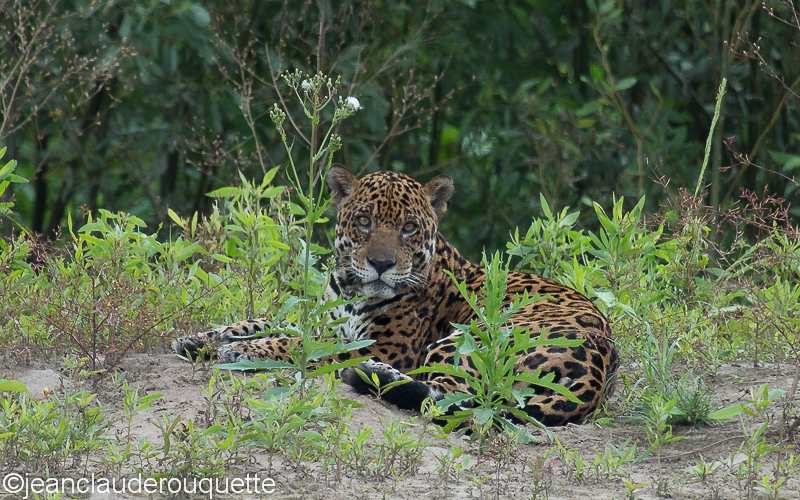  - Manu national park (Peru 2015)