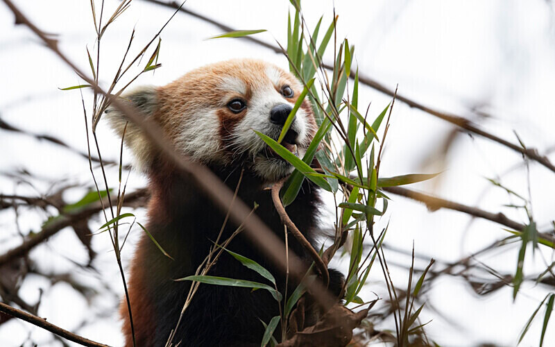 Red Panda - Singalila National Park February 2025 North East India