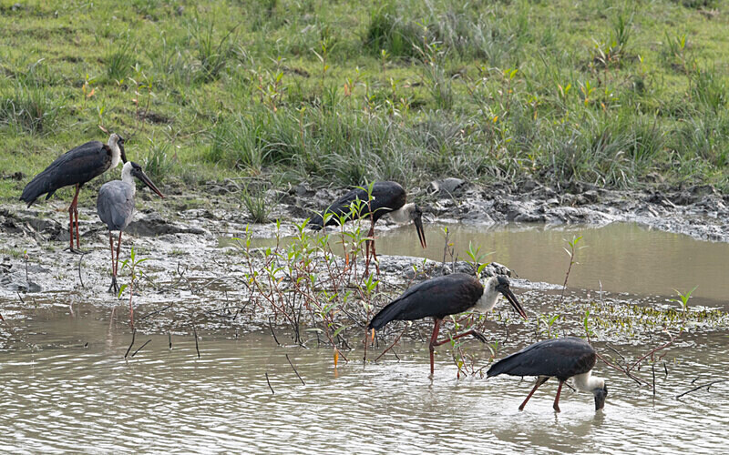 Woolly-necked Stork - Kaziranga National Park Noth East India 2025