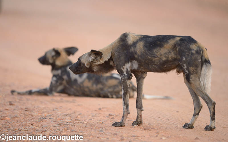 Wild dog makes ready to hunt - South Luangwa 2014 (Zambia)