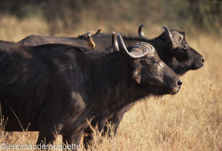 Bull buffaloes - Serengeti N.P. and N'gorongoro Tanzania 1998, 2005 and 2006