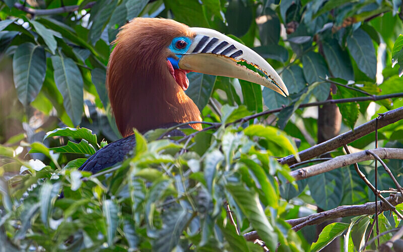 Rufous-necked Hornbill Male - Latpanchar