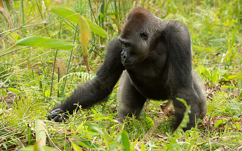 Silver back - Loango national park (Gabon 2024)