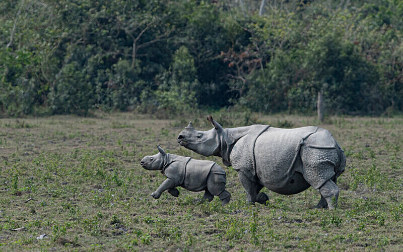 Rhino - Kaziranga National Park Noth East India 2025