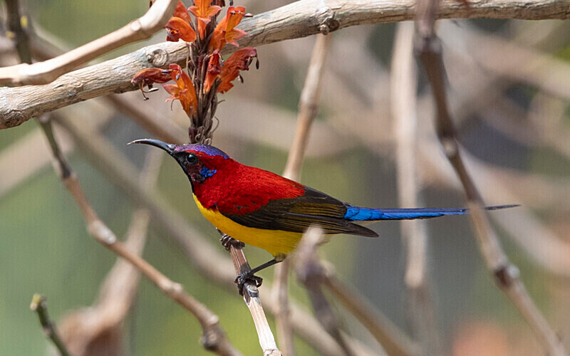 Mrs Gould's Sunbird - Latpanchar