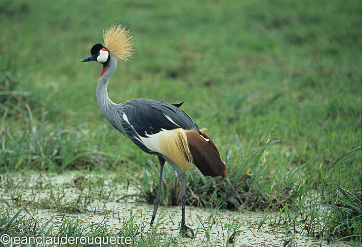 Crown crane - Serengeti N.P. and N'gorongoro Tanzania 1998, 2005 and 2006