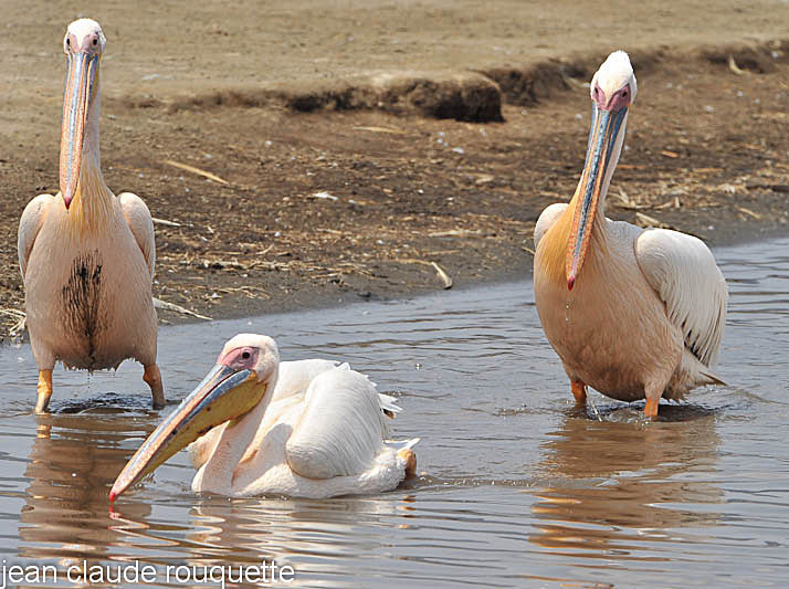 White pelicans. - Lake nakuru national park ( Kenya 2009)