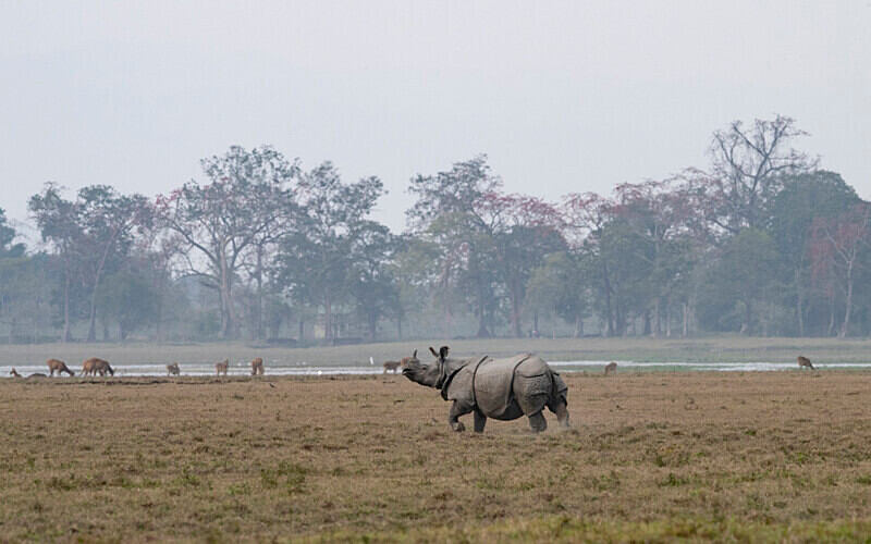 Rhino - Kaziranga National Park Noth East India 2025