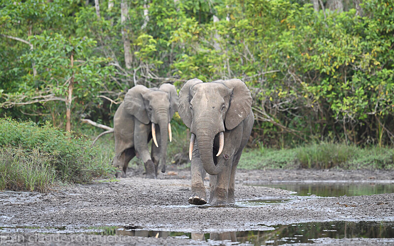  - Odzala National Park (République du Congo (2019)