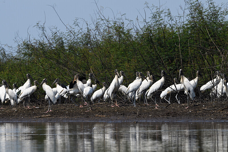 Wood Stork - Pacaya Samiria Pérou 2022