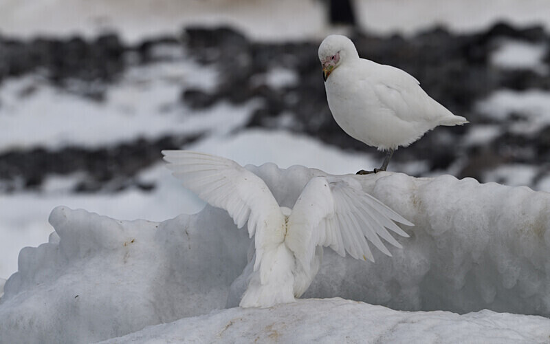 Snowy Sheathbill - Ushuaïa Malvinas South Georgia Antartica Peninsula