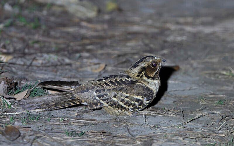 Large-tailed Nightjar - Manas National Park North East India 2025