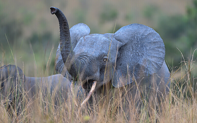  - Parc national de La Lope (Gabon 2024)
