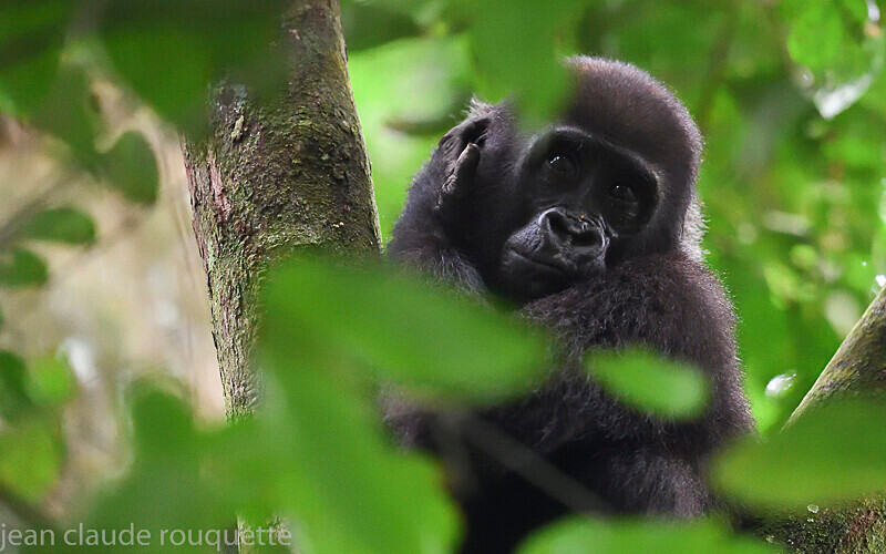  - Dzanga Sangha National Park (République Centrafricaine) 2019