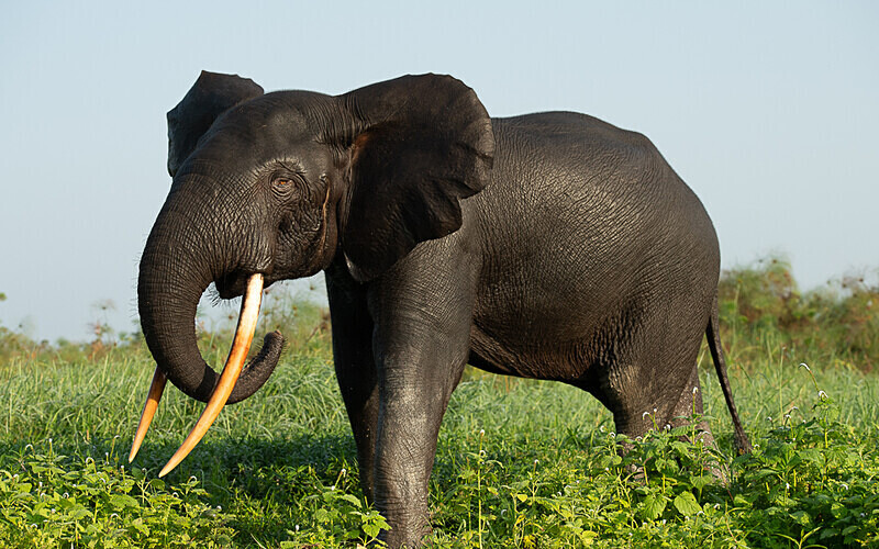  - Loango national park (Gabon 2024)