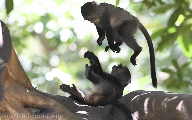 Blue monkeys in Manyara - Serengeti N.P. and N'Gorongoro Tanzania 2018