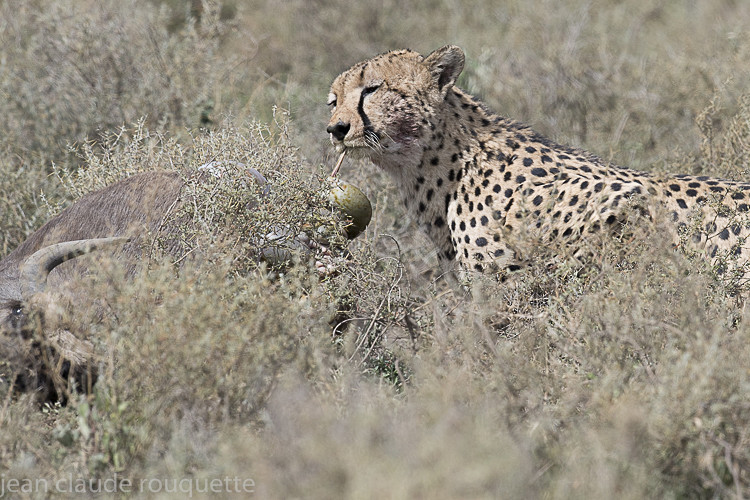 N'Dutu - Serengeti N.P. and N'Gorongoro Tanzania 2018