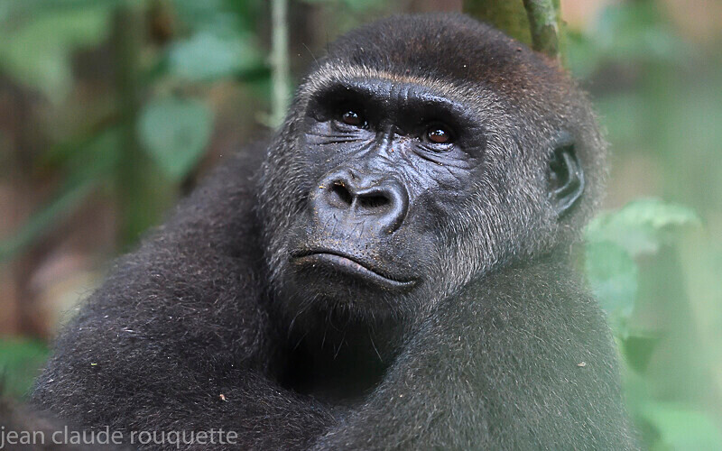  - Dzanga Sangha National Park (République Centrafricaine) 2019
