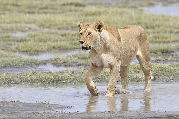 N'Dutu - Serengeti N.P. and N'Gorongoro Tanzania 2018