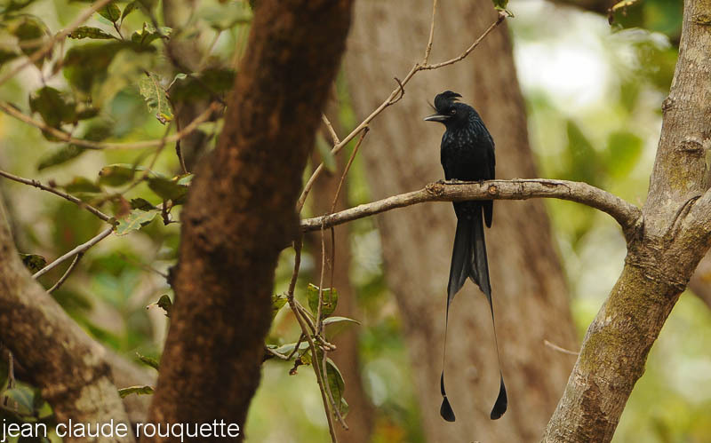 Greater Racket-tailed Drongo. - Kanha NP and Bandhavgarh (India 2010)