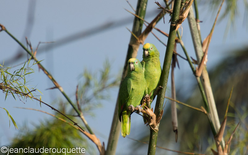 Yellow-Crowned Parrot - Manu national park (Peru 2015)