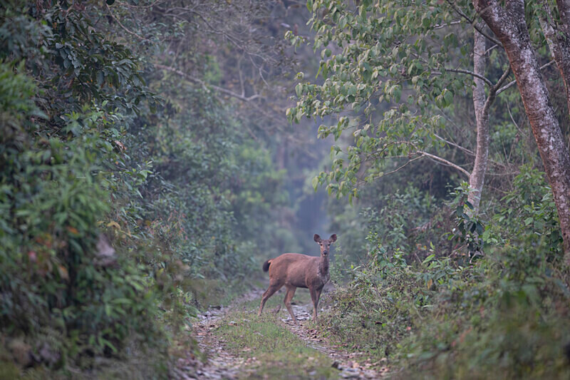 Sambar - Manas National Park North East India 2025