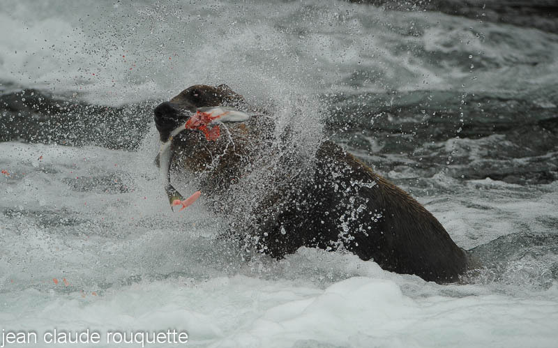 Big grizzly male and his salmon at Brooks lodge - Katmaï National Park ( Alaska 2010)