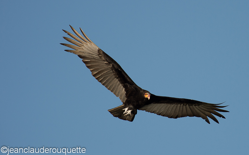 Greater yellow headed vulture - Pantanal Brazil 2015