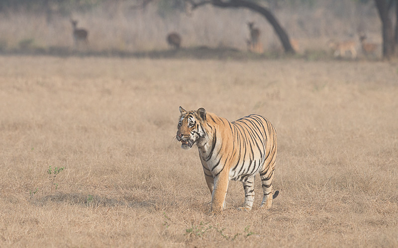  - Tadoba national park 2017