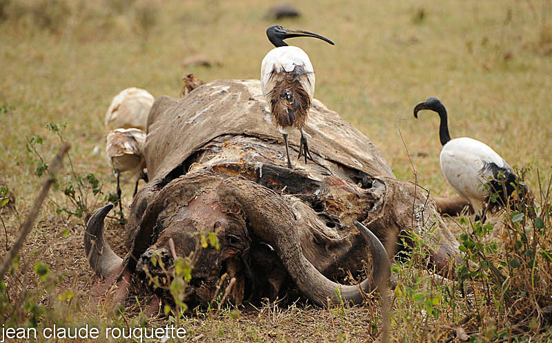 Sacred ibis on a dead buffalo. - Lake nakuru national park ( Kenya 2009)
