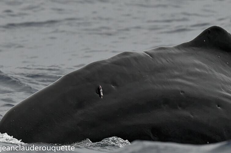 A parasite on the tail of sperm whale - Açores 2020