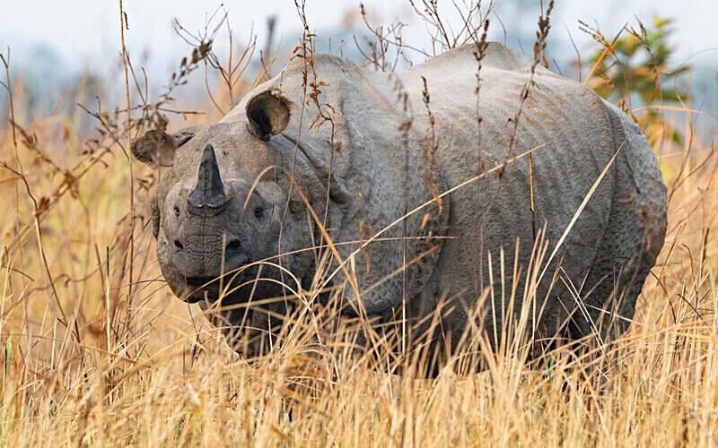Rhinoceros - Manas National Park North East India 2025