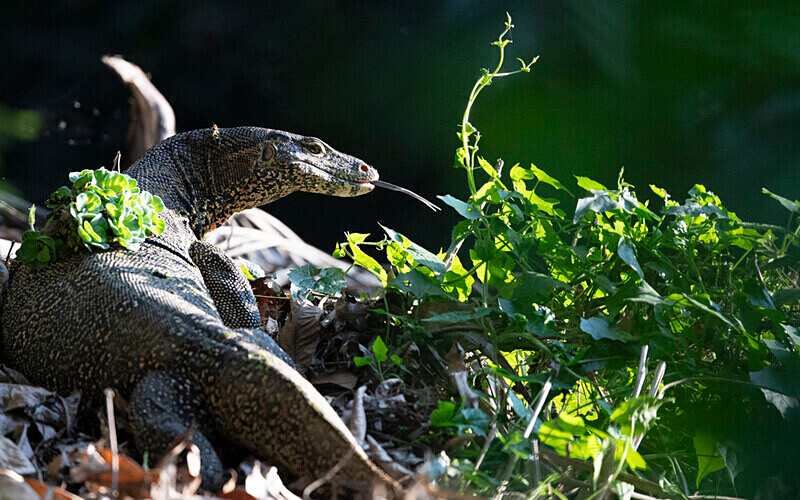 Monitor Lizard - Sundarban National Park North East India February 2025