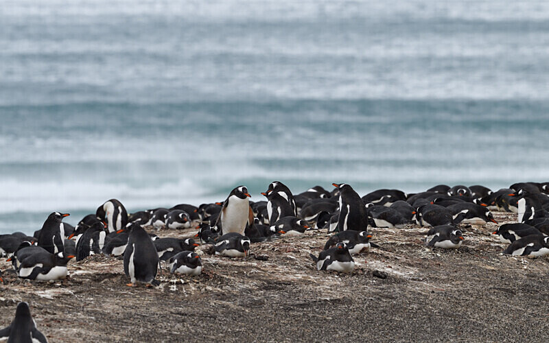  - Ushuaïa Malvinas South Georgia Antartica Peninsula