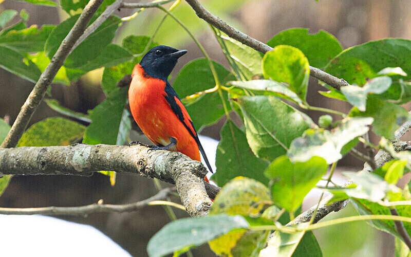 Scarlet Minivet - Manas National Park North East India 2025