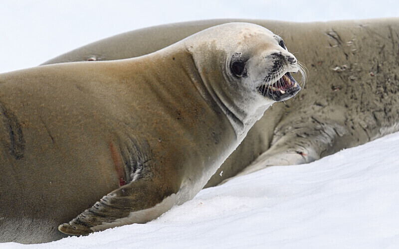 Crabeater seals - Ushuaïa Malvinas South Georgia Antartica Peninsula