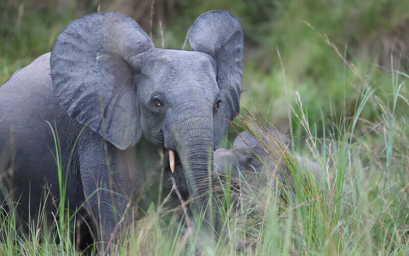  - Parc national de La Lope (Gabon 2024)