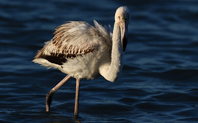 Jeune flamant - Méditerranée/ Mediterranean