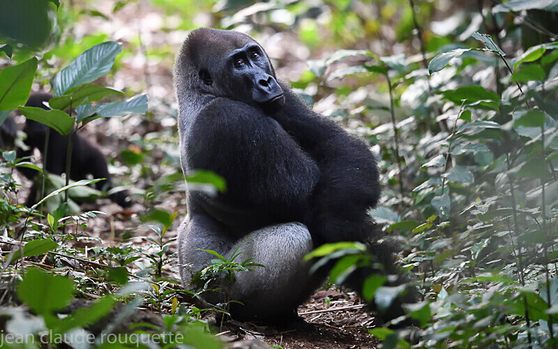  - Odzala National Park (République du Congo (2019)