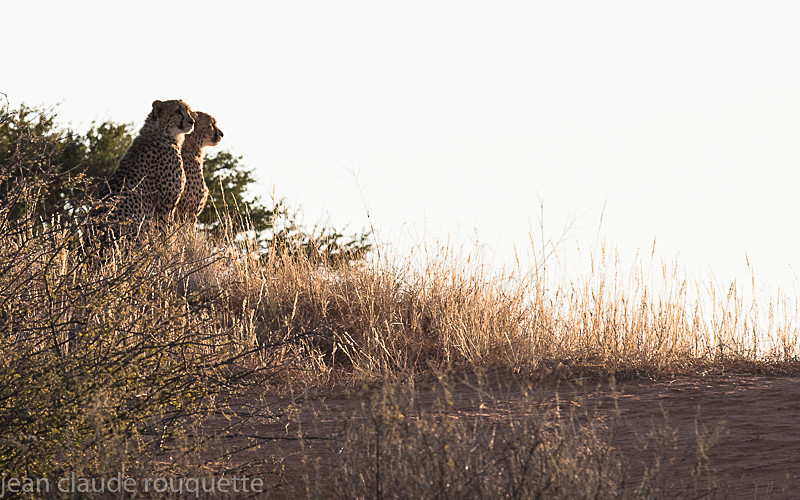  - Kgalagadi transfrontier park (2017)