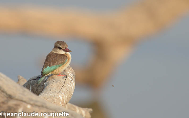 Grey- headed Kingfisher - South Luangwa 2014 (Zambia)