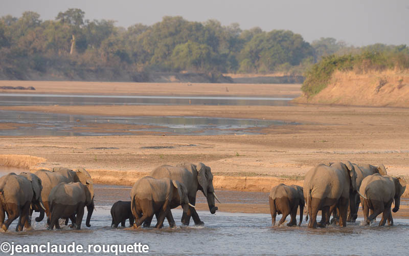 Crossing the Luangwa river - South Luangwa 2014 (Zambia)