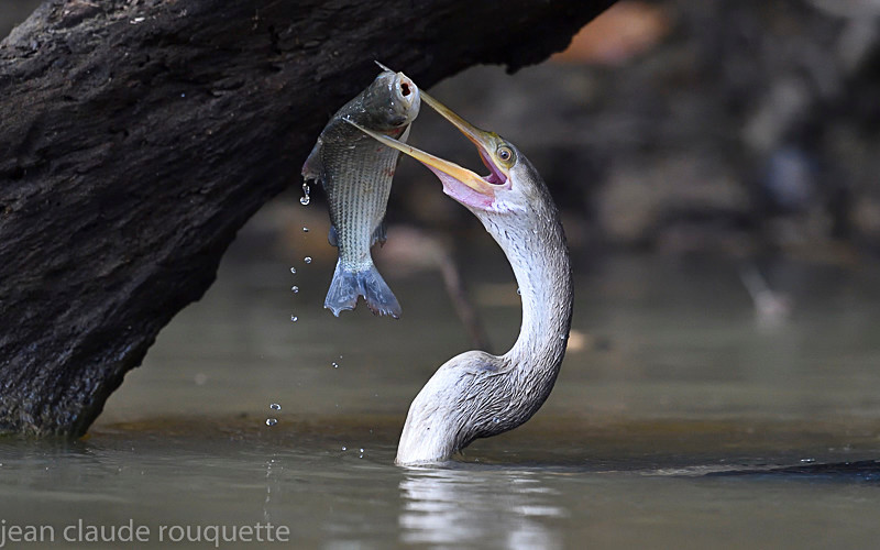  - Pantanal 2018 Porto Jofré