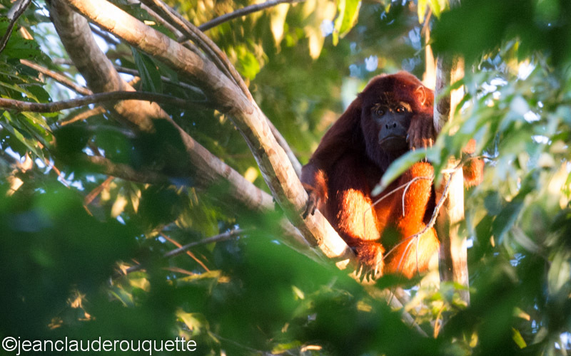 Owler Monkey - Manu national park (Peru 2015)