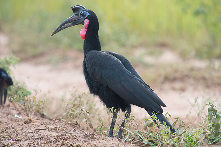 Murchison - Uganda 2016